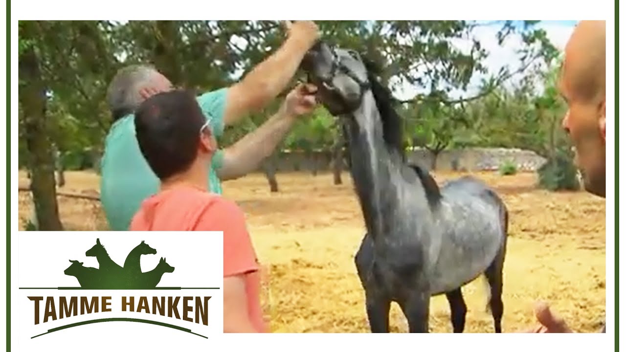 Abgemagertes Pferd aus schlechter Haltung! | Tamme Hanken | Kabel Eins
