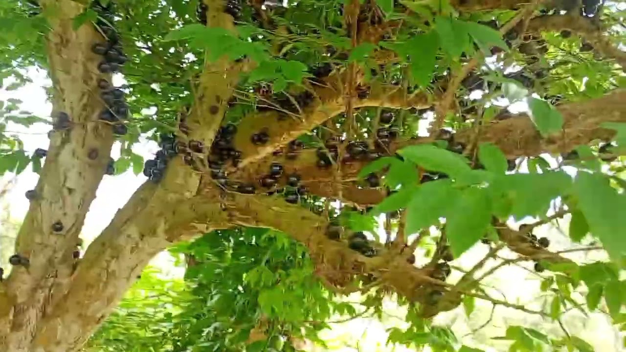 Colhendo frutas no sítio carrapateiro do amigo Epitácio 