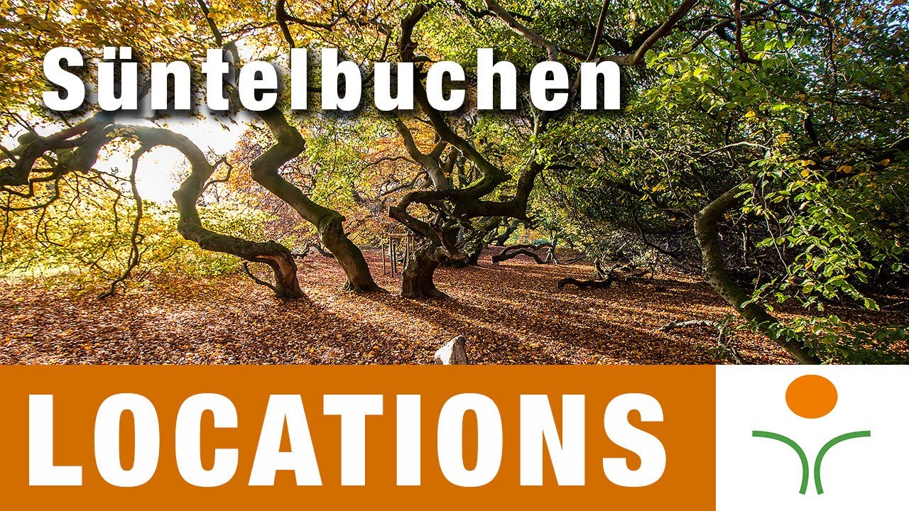 Locationtipps - Die Süntelbuchen