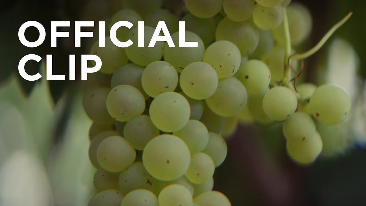 R&eacute;my Martin Prepares to Harvest Grapes