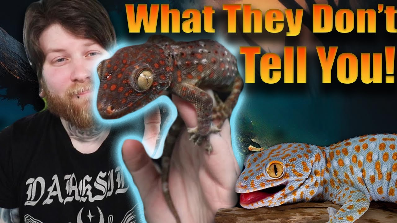 What You NEED To Know BEFORE Getting A Tokay Gecko