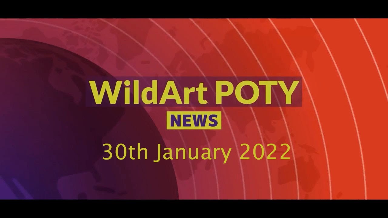 WildArt News 30th January 2022