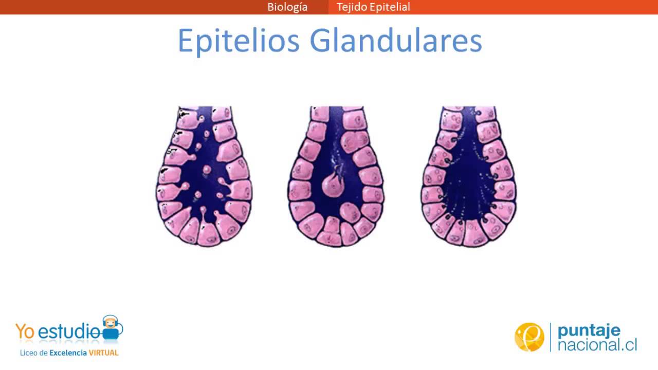 Tejido Epitelial