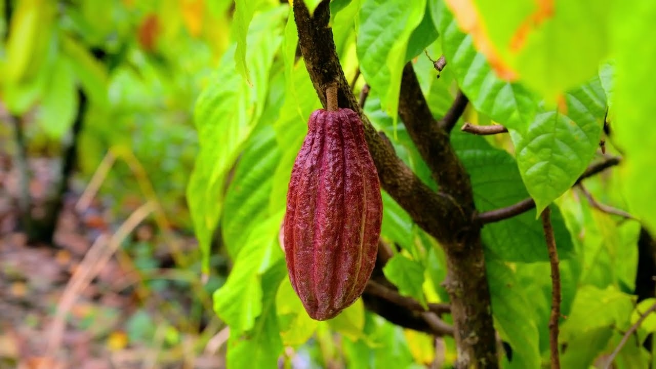 Cacao Farm & Fruit Orchard | Can Tho, Vietnam