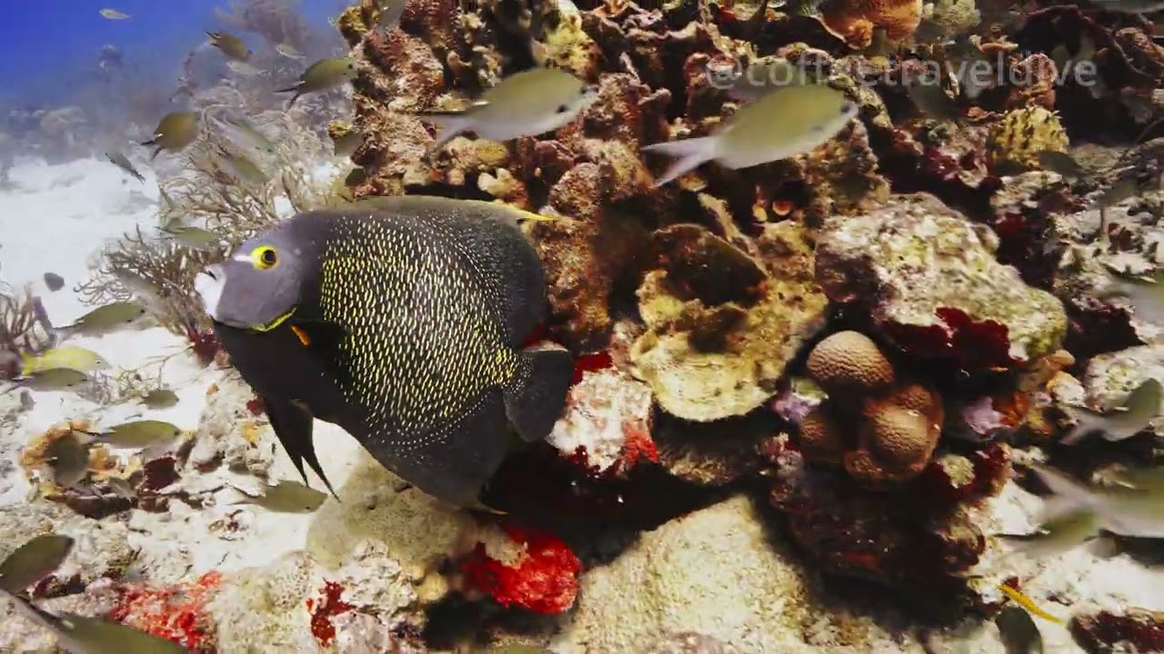 [4K] Scuba Diving in Aruba | Part Two | October 2023 | Sony A7RV
