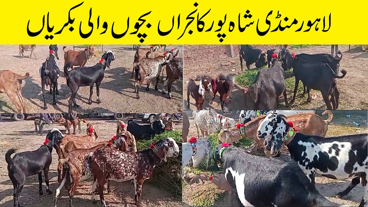Bachon Wali Bakriyan || Dood Wali Bakri || Gabhan Bakri || Lahore Mandi Shahpur Kanjira |Wednesday