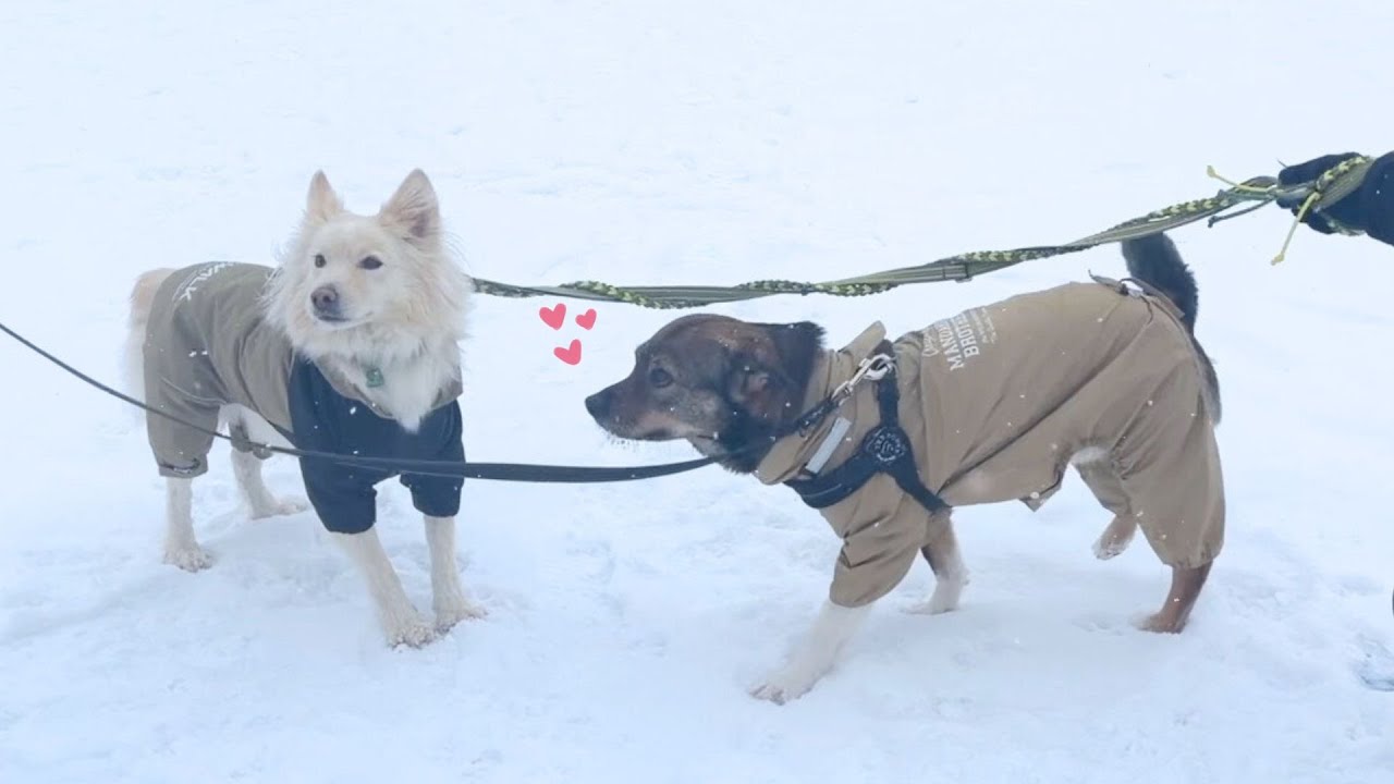 ぼくの大好きなお友だちに再会して嬉しかった日のこと