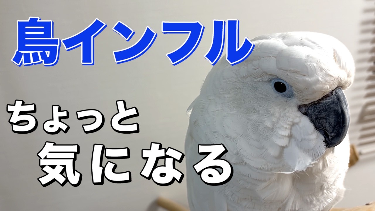 室内飼いの鳥と暮らしていて少し気になった話