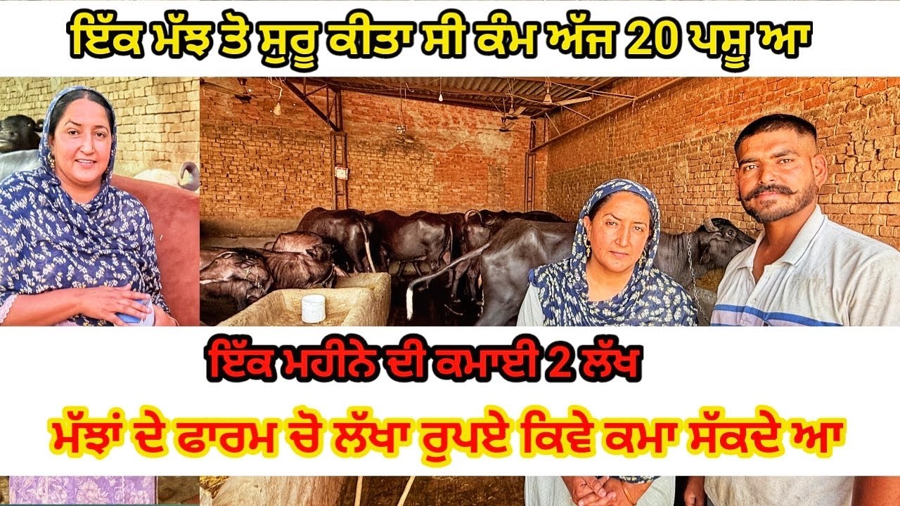ਮੱਝਾਂ ਦੇ ਫਾਰਮ ਚੋ ਲੱਖਾ ਰੁਪਏ ਕਿਵੇ ਕਮਾ ਸੱਕਦੇ ਆ | Dhaliwal Gurleen |
