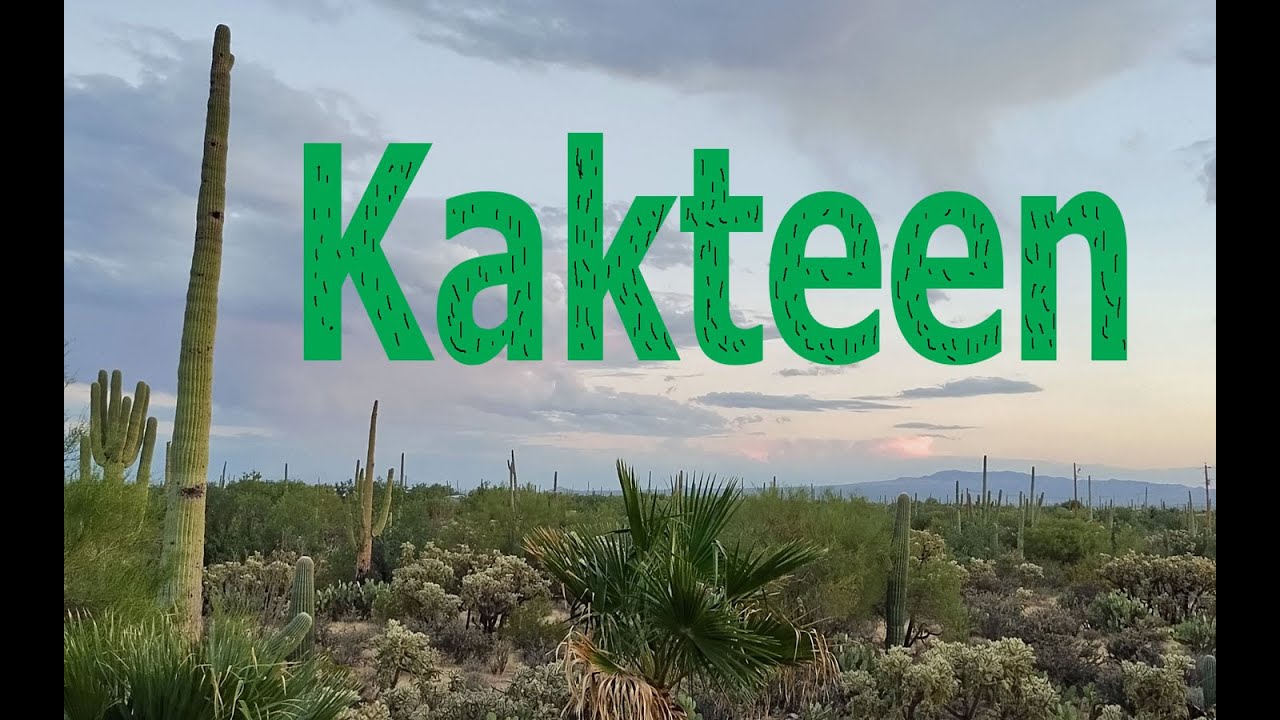 GuckmichTV - Wie überleben Kakteen in der Wüste?