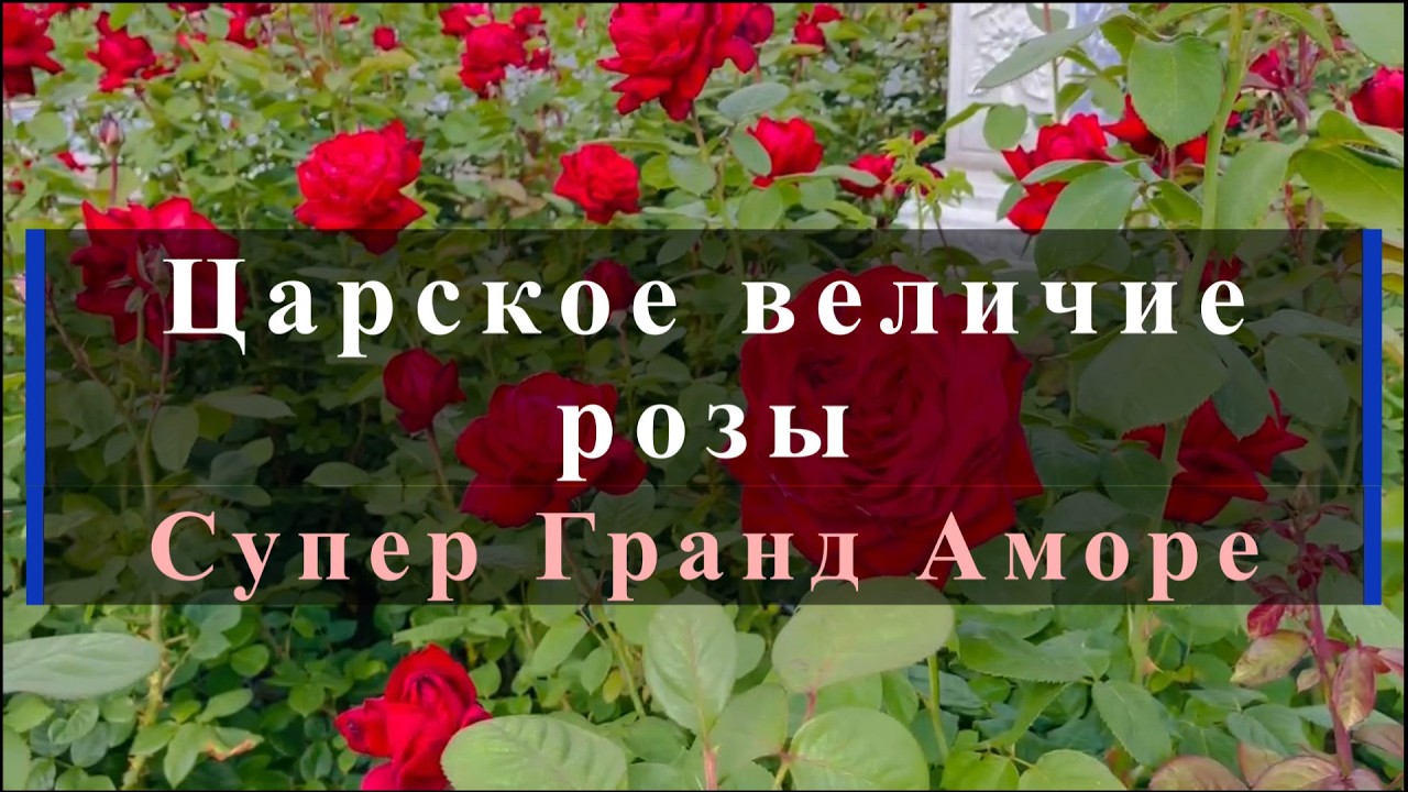 Царское величие розы Супер Гранд Аморе. Питомник растений Е. Иващенко