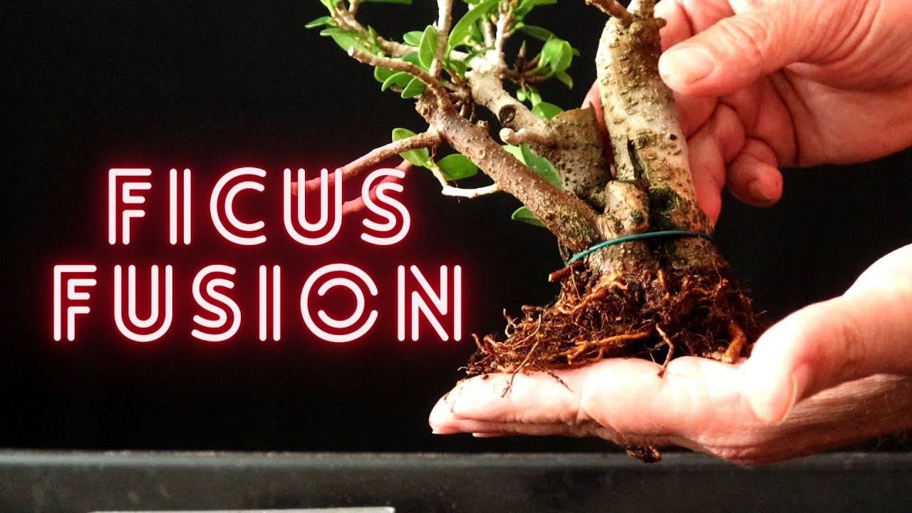 Ficus Microcarpa Fusion With Cuttings. Ficus Bonsai