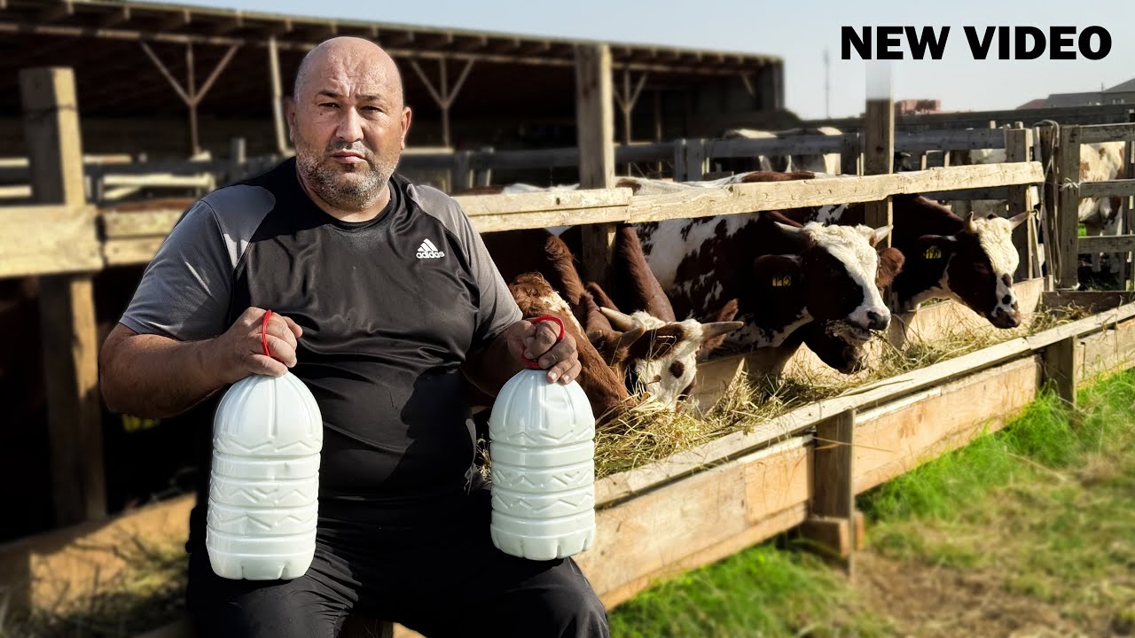 Посмотрите какая у меня ферма друзья! Вся продукция сделана из нашего молока!Завтрак был вкусный!