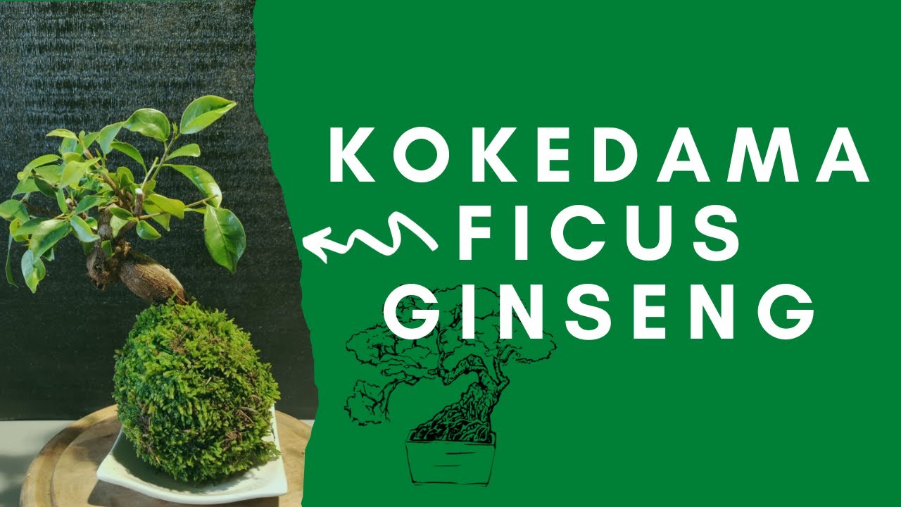 Crafting a Kokedama Ficus Ginseng Bonsai (Bonsai Diary) #7