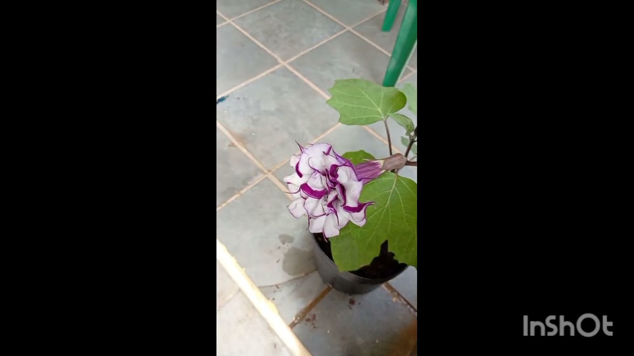 Natureza na chácara 