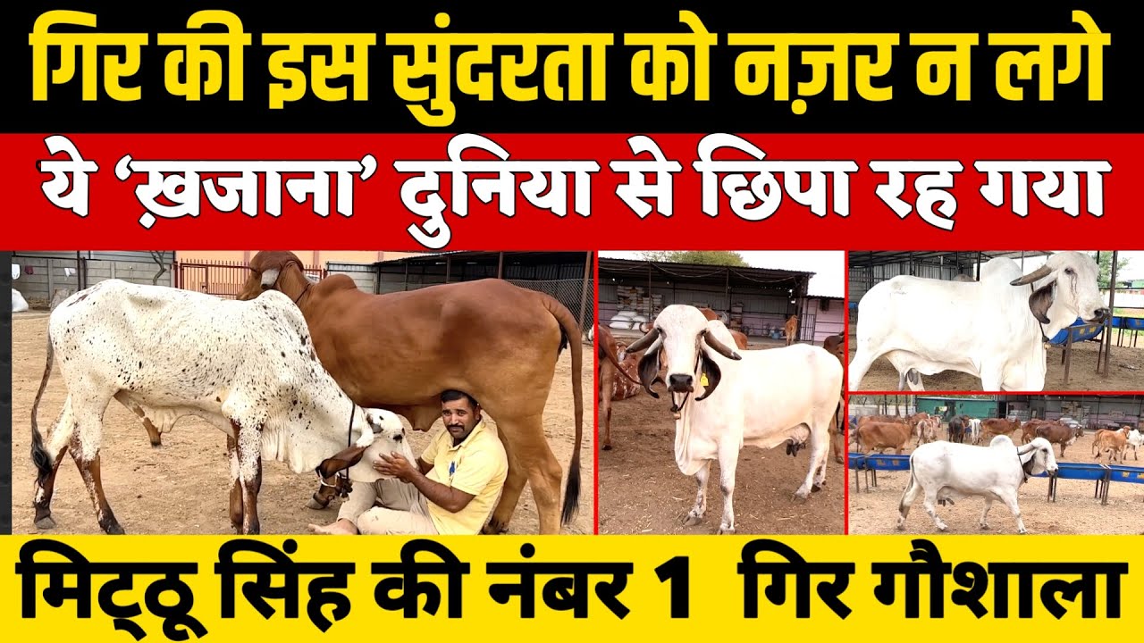 दूध सी सफेद Gir गाय, खरीददार लाइन लगाए रहते हैं, Mithu Singh की TOP गौशाला । Pune । Maharashtra ।