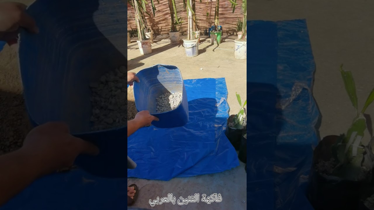 كيفية نقل شتلات فاكهة التنين من أكياس التشتيل إلى الأصص الكبيرة مع بعض النصائح و الإرشادات.
