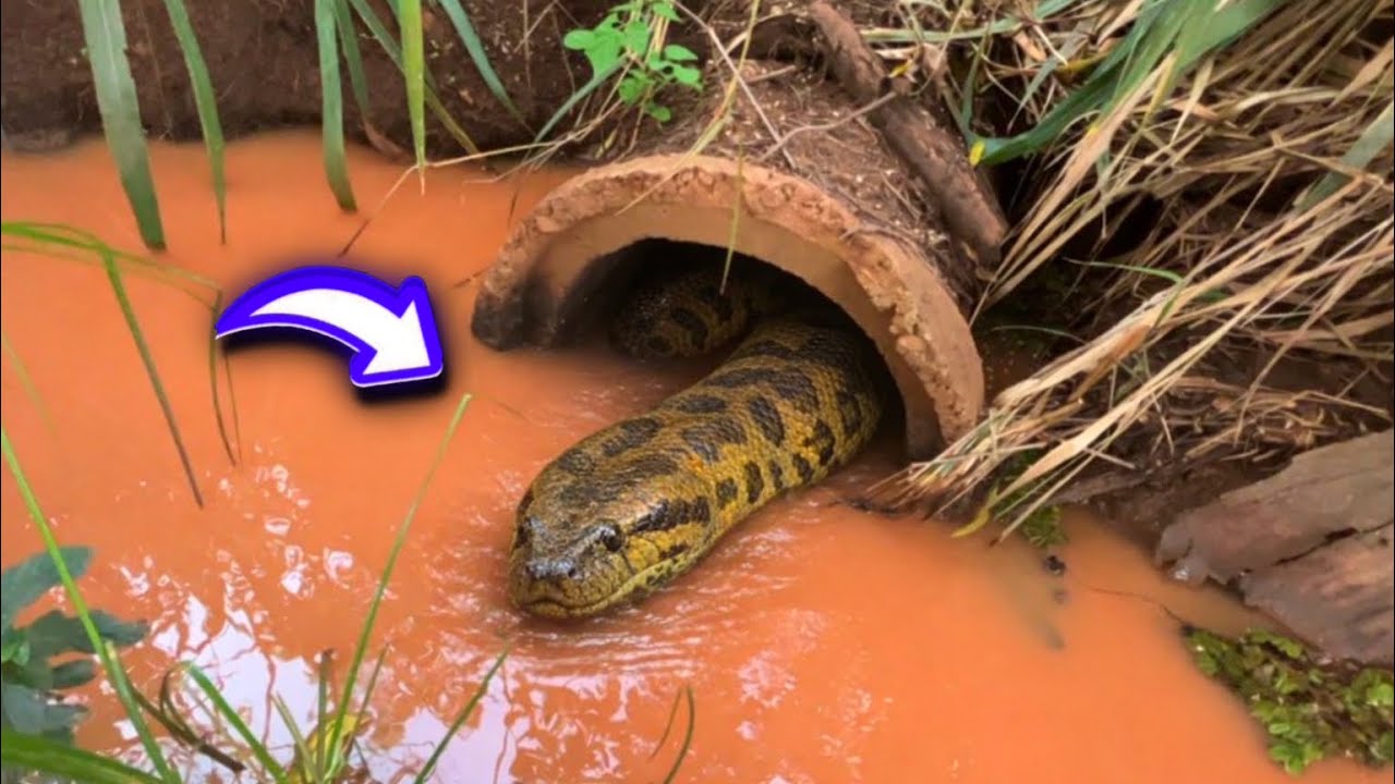 ENCONTRAMOS UMA REPRESA ABANDONADA MEIO DA FLORESTA AONDE AS ANACONDA MORAM ￼￼