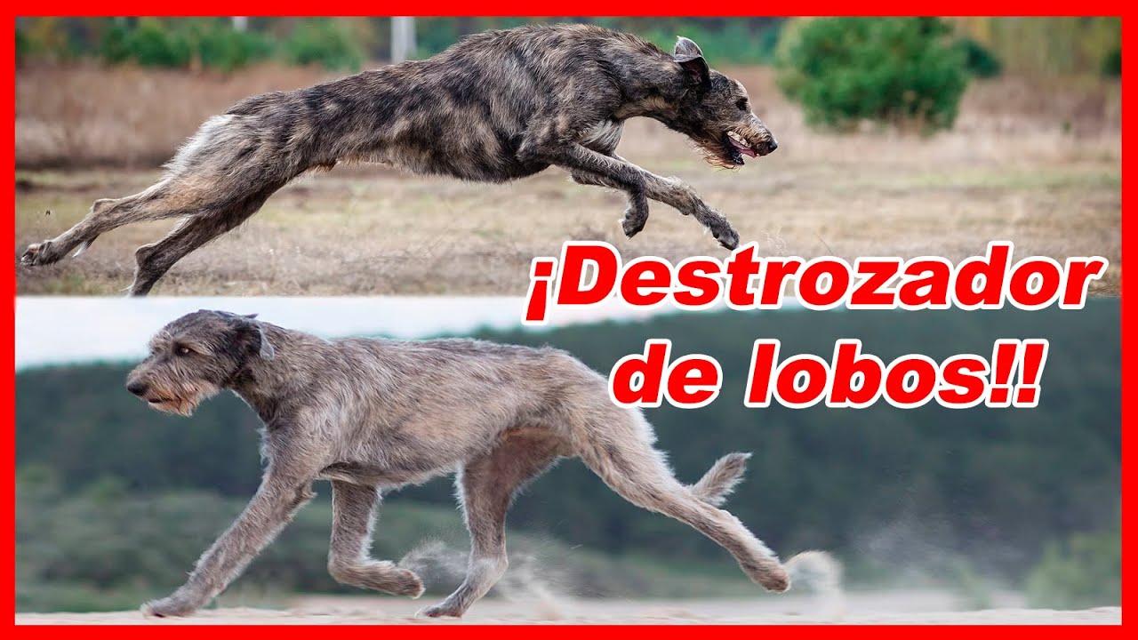 El PODER del LOBERO IRLANDÉS – características y curiosidades
