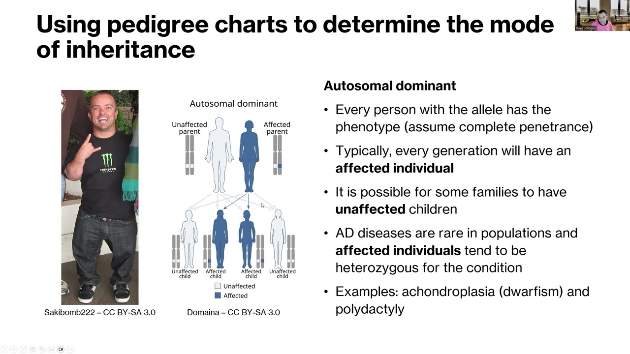 Pedigrees and Human Disease