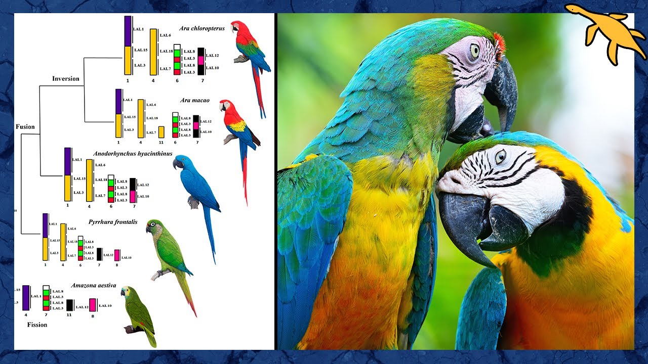 ORIGEM e EVOLU&Ccedil;&Atilde;O dos PSITAC&Iacute;DEOS (Fam&iacute;lia Psittacidae)