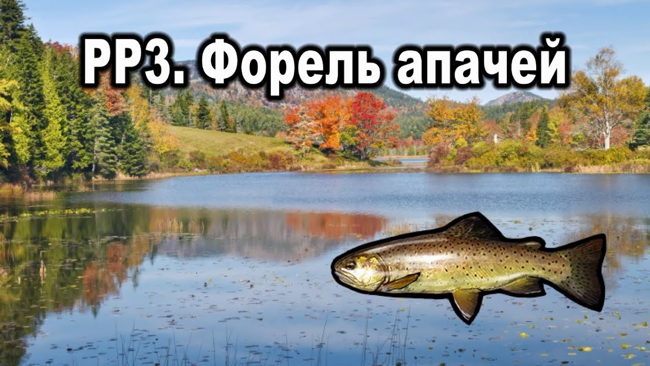 Русская рыбалка 3 (Russian Fishing). Форель апачей.