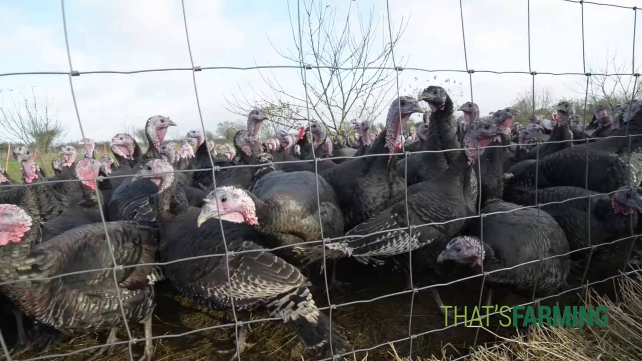 Ballybryan Farm Open Range Bronze Turkeys HD