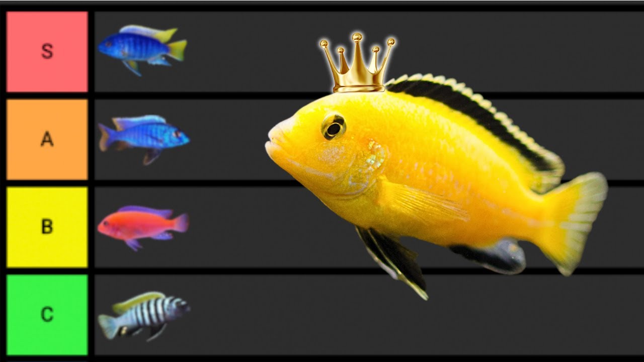 Ranking The BEST African Cichlids