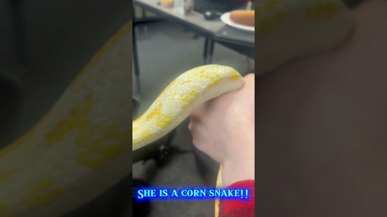 BUTTER THE CORNSNAKE!!!! 🧈🧈