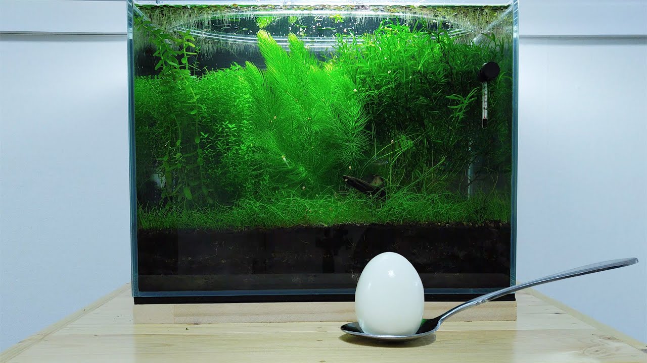 (Fan Service) This is YOUR NO filter, NO CO2, NO Ferts Tank