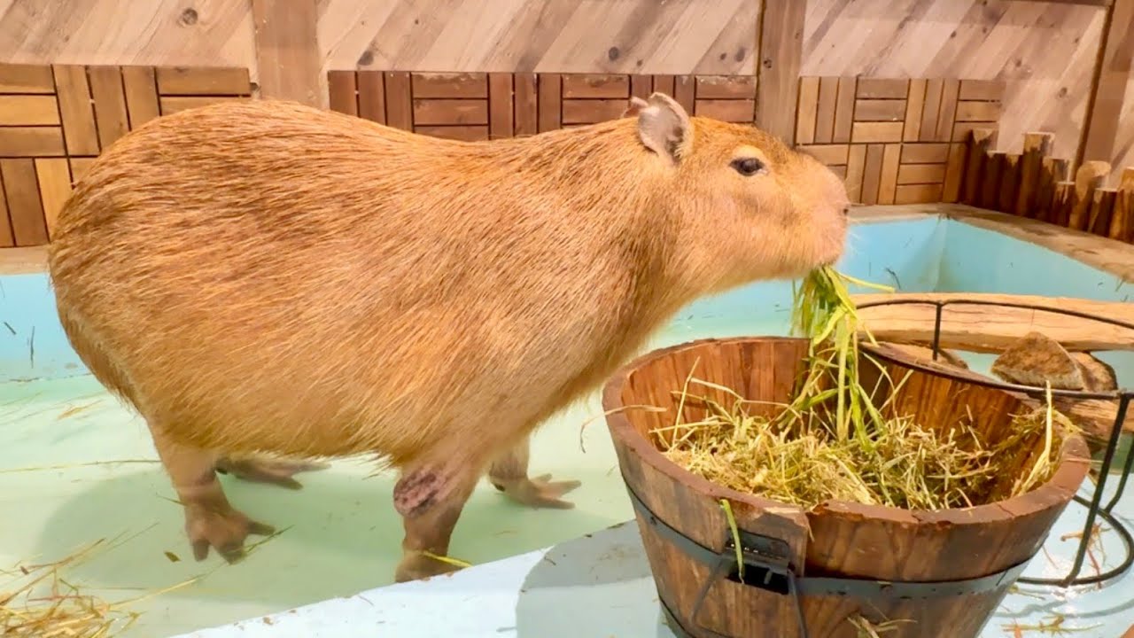 Капибара «Марукуру» живет в Осаке! [Анимил Синсайбаши, Япония]