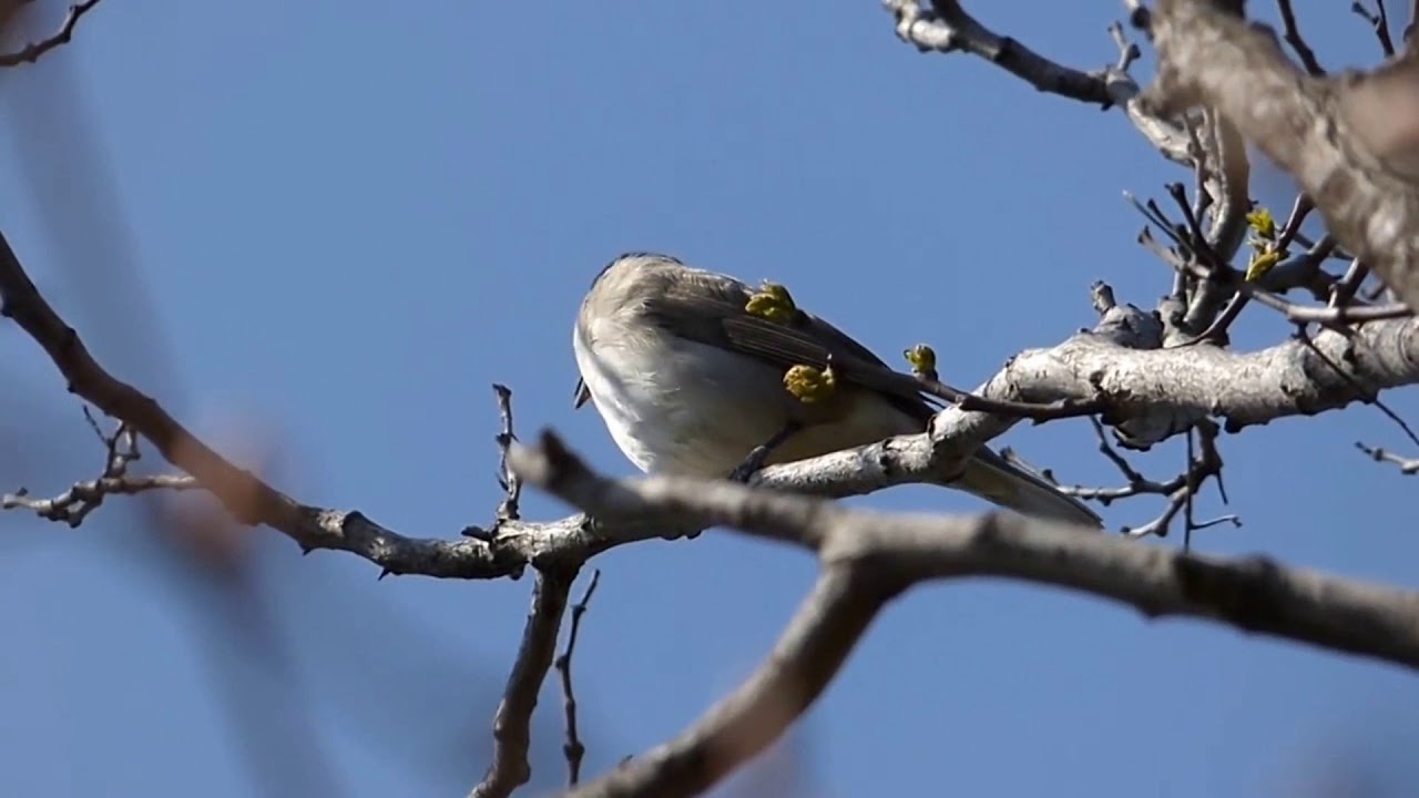 Madárhangok - Barátposzáta / Eurasian blackcup (Sylvia atricapilla)