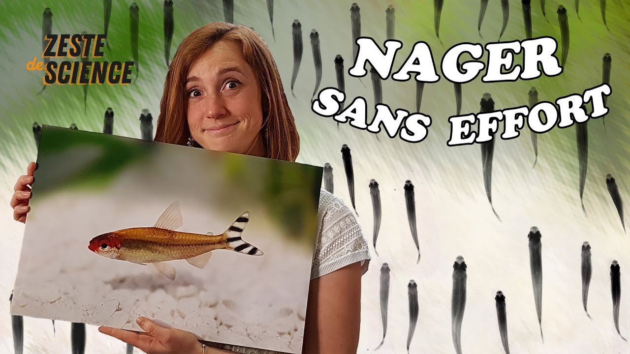 Des poissons économes en énergie - ZdS#14