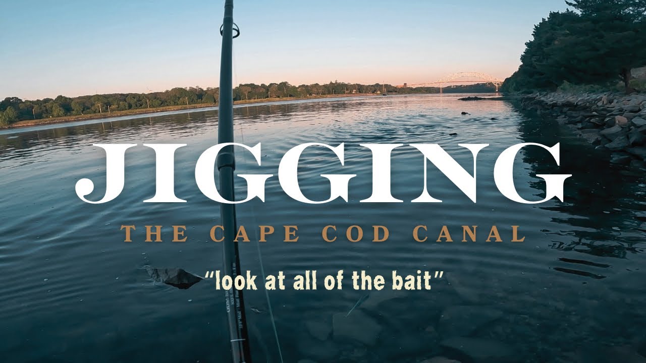 There is BAIT EVERYWHERE! | Cape Cod Canal