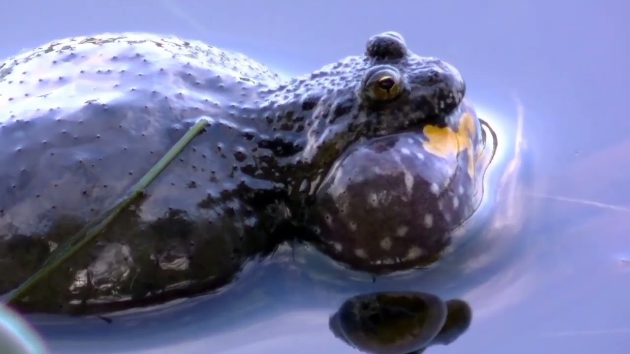 Soothing, Calm and Relaxing Nature Biography