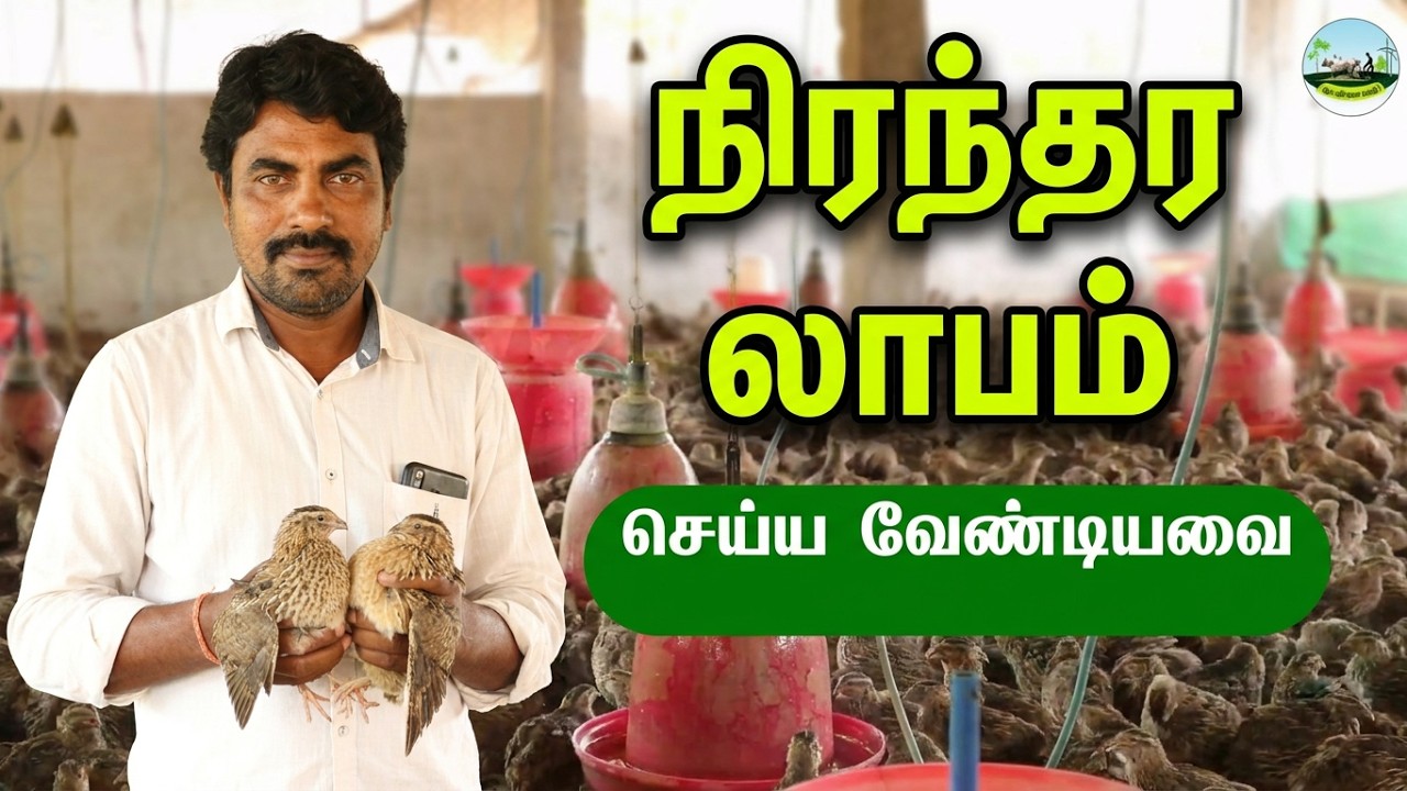 காடை வளர்ப்பில் நிரந்தர லாபம் பெற செய்ய வேண்டியவை | வேண்டாதவை | காடை வளர்ப்பு முறை | Dr.விவசாயம்