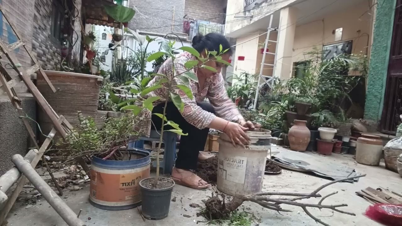 गार्डन की साफ सफाई/ नींबू की रिपोर्टिंग किए जरूरी काम #garden #cleaning #gardenplants  