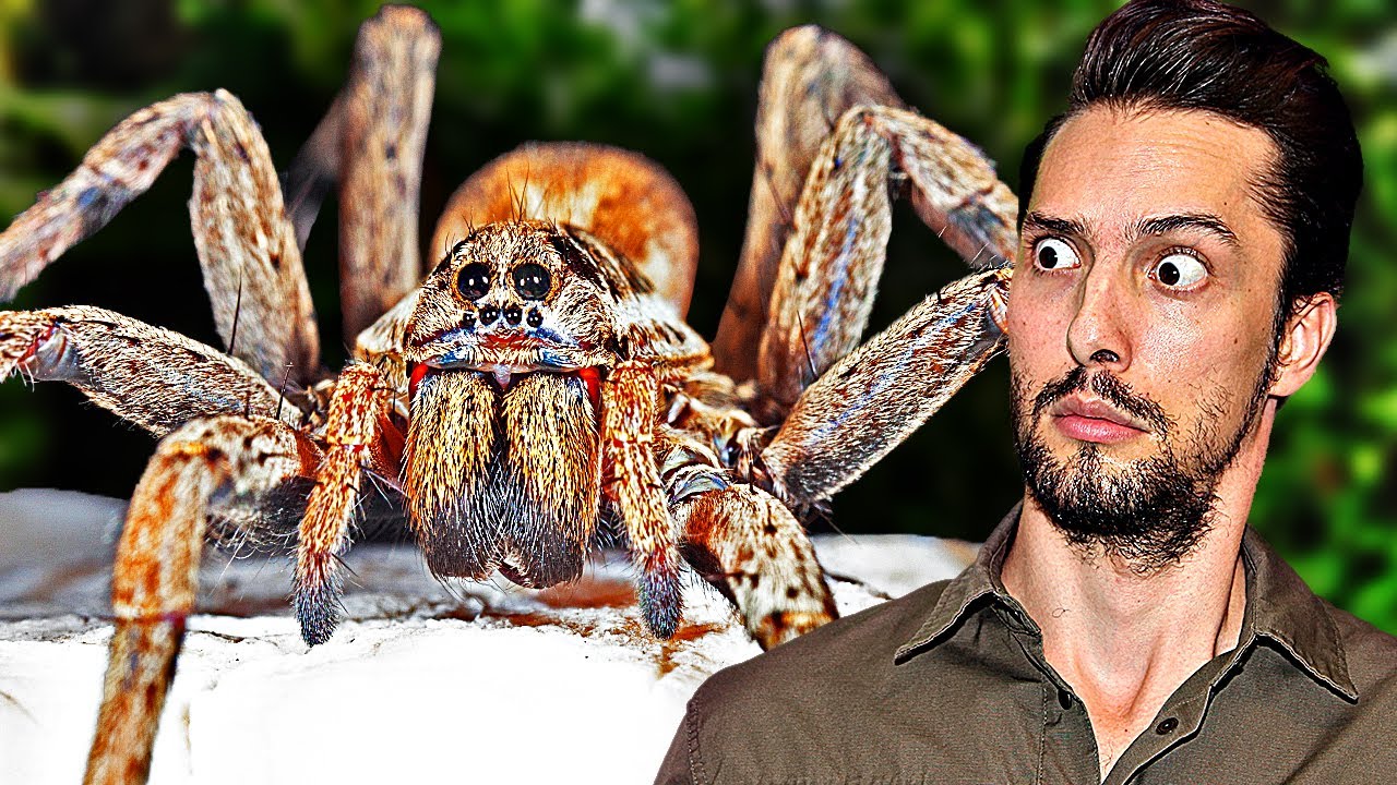 Ich hab ner Spinne versehentlich was beigebracht! Und jetzt?