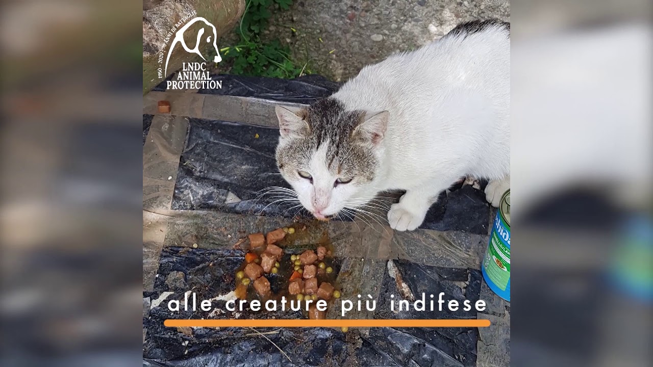 Le Guardie Zoofile LNDC di Messina: cuore, tempo e coraggio.