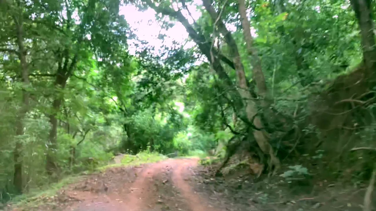 Drive in a forest | Nutmeg | Jajikaya | Jadhikkai farm in Nilgiris