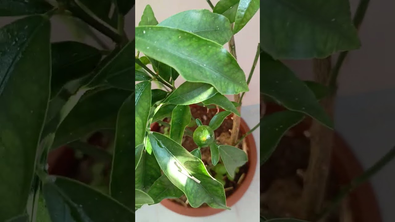 Balkon bahçeciliği(Balcony gardening) 