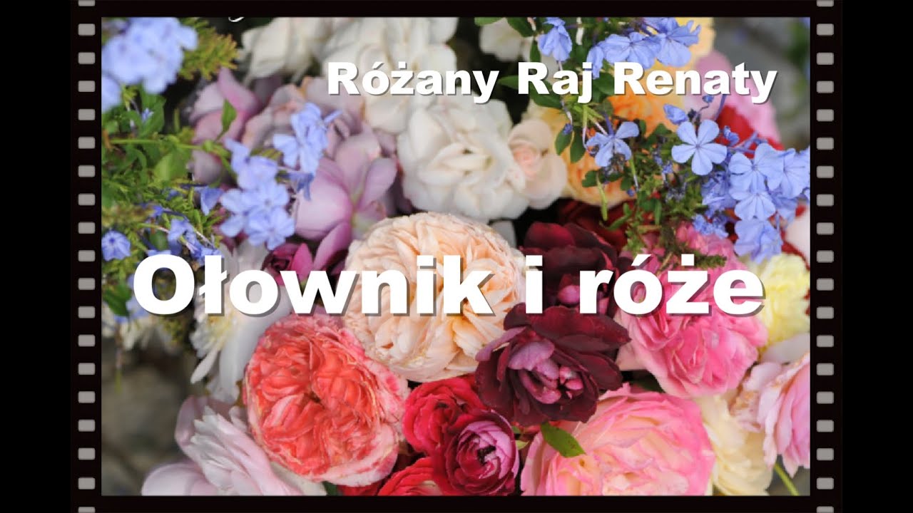 Błękitny ołownik i róże w duecie, kwitnąca 3 krotnie różowa piękność Św.  Elżbieta Węgierska.