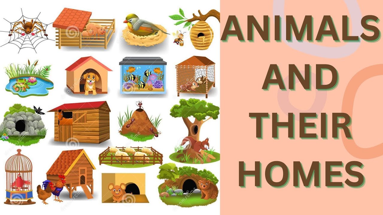 animals and their homes/animal homes/animal homes for kids