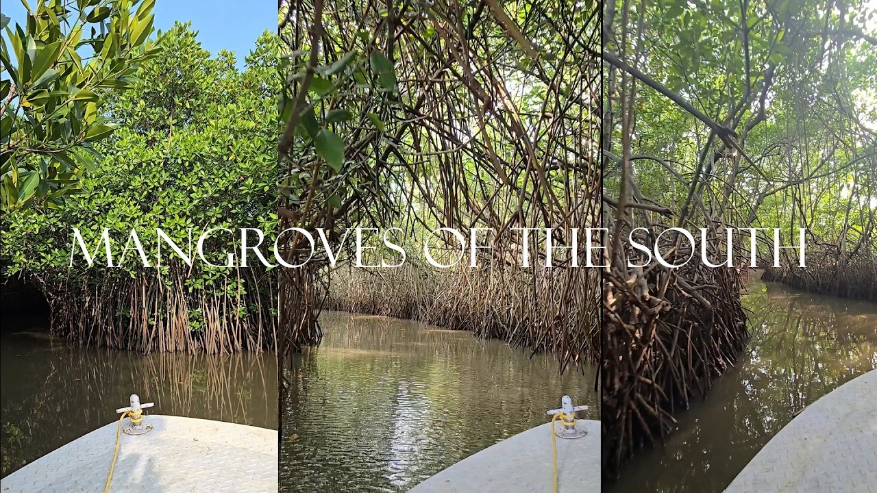Mangroves of the South || Backwaters || South India || Vlog