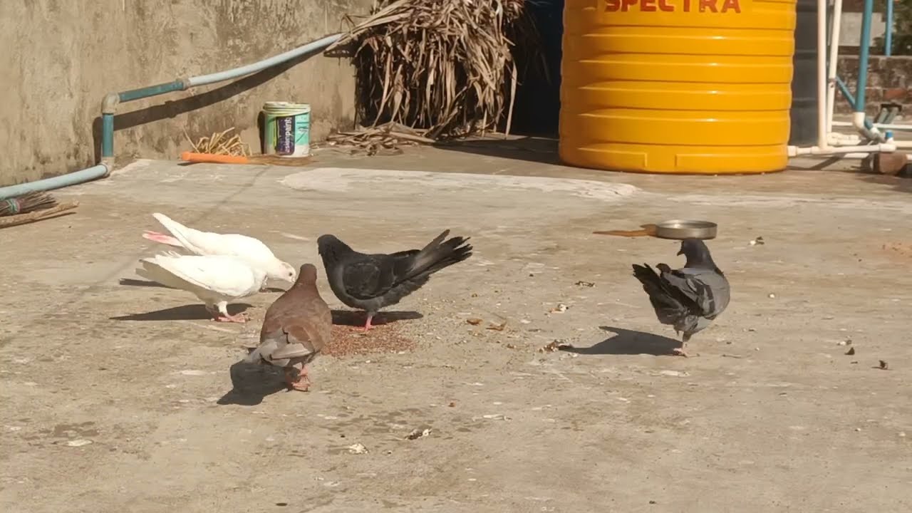 Pegions feeding time🕊️ #pigeon #kabootarloft05 #kabootar #pigeonlaver #birds #kabutar #kabootarba 