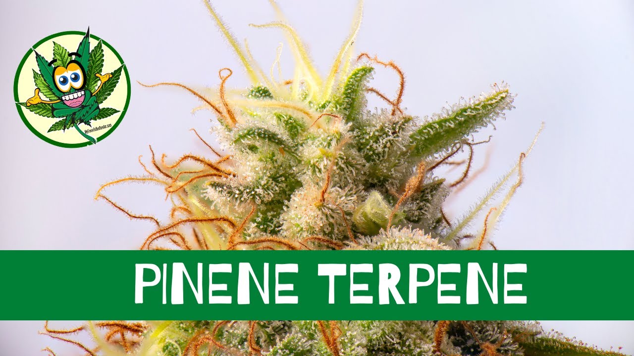 Pinene Terpene Cannabis -  My Favorite Budtender