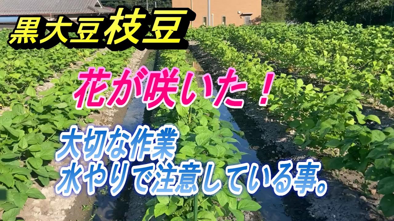 【丹波黒枝豆】ついに花が咲きました。収穫量に影響する大切な水やりと私が注意している水のやり方。