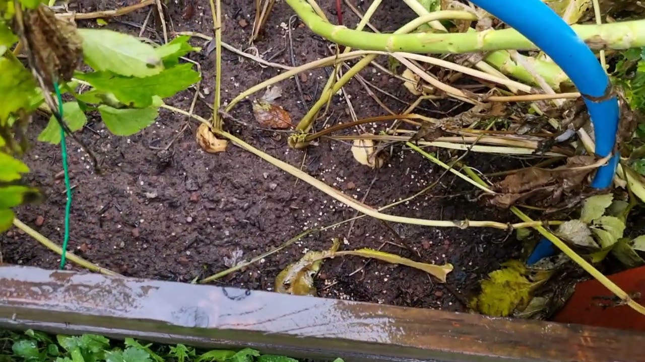 Harvesting the last veggies on the plot