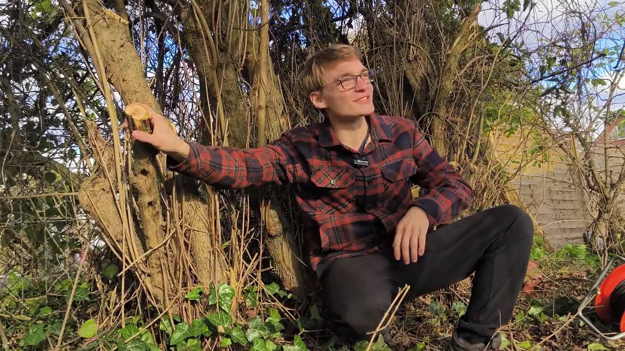 Warum Ihr NIE! Flieder (Syringa vulgaris) Pflanzen solltet! #03 Sorry, für dieses Komische Video.