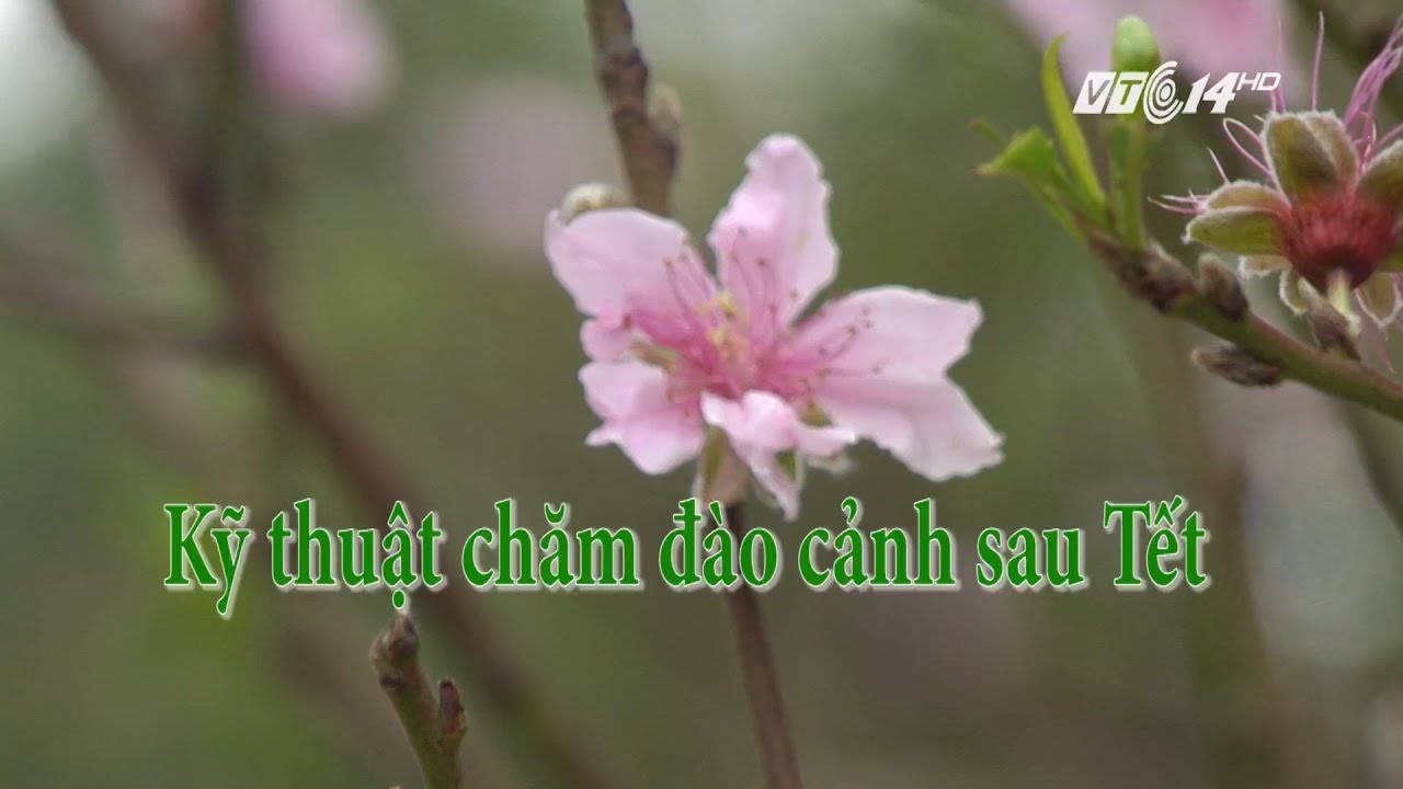 (VTC14)_ Kỹ thuật chăm đào cảnh sau tết